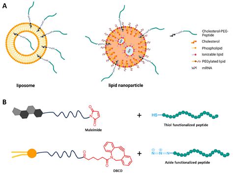 Lipid Based Nanoparticle Functionalization With Coiled Coil Peptides