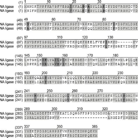 Alignment Of Putative Amino Acid Sequences Of T3 And T7 Dna Ligases