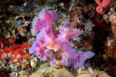 Cool Pink Sponge On A Bush Of Bryozoans Alexander Semenov Flickr