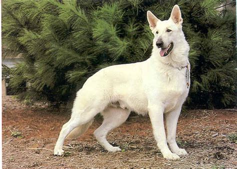 White German Shepherd Wolf Hybrid | Dog German Shepherds