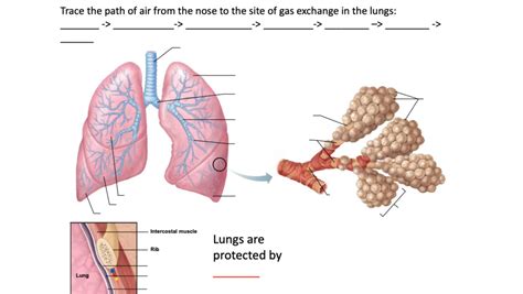 Structures Of The Lower Respiratory Tract Diagram Quizlet