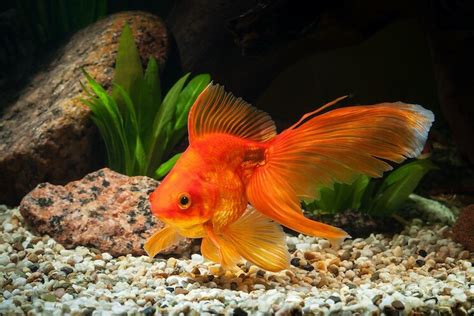 The Definitive Goldfish Care Guide Including Care Sheet Everything