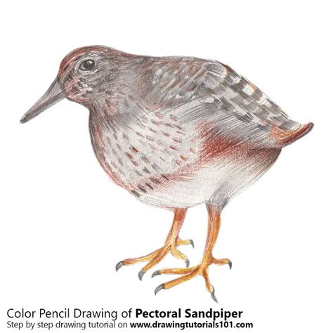 How To Draw Pectoral Sandpiper Birds Step By Step