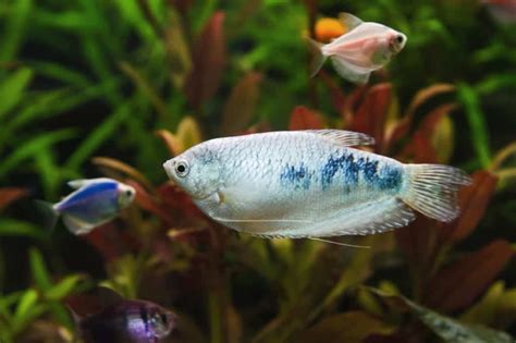 Opaline Gourami Ultimate Care Guide Colorful Additions Aquariadise