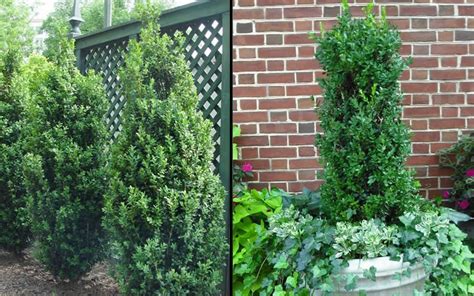 Buy Green Tower Boxwood For Sale Online From Wilson Bros Gardens