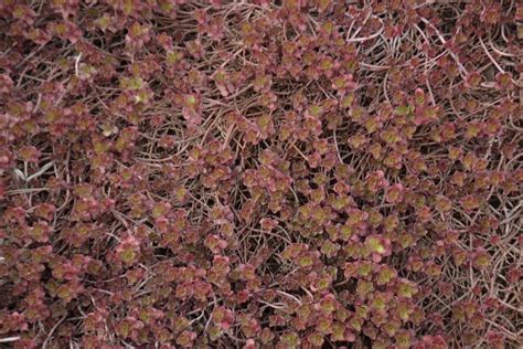 Sedum 'Dragon's Blood' Variety - Growing Dragon's Blood Sedum In Gardens