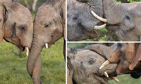 Two African Elephants Embrace In A Tender Trunk Lock In This Endearing