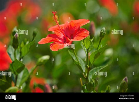 Chinese Hibiscus Scientific Name Hibiscus Rosa Sinensis Crete