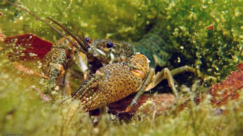 freshwater crayfish images : Biological Science Picture Directory ...