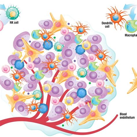 Main Components Of The Tumor Microenvironment The Tumor Download