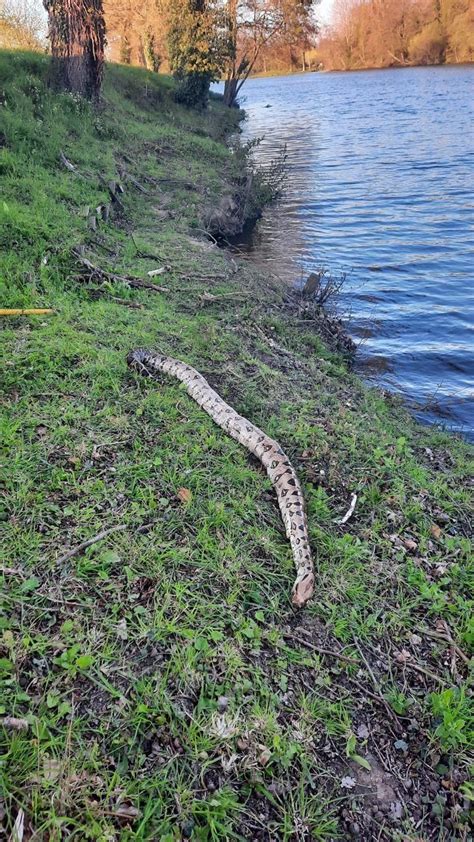 Un Boa G Ant De M Tres Retrouv Mort Dans Un Tang Des C Tes D