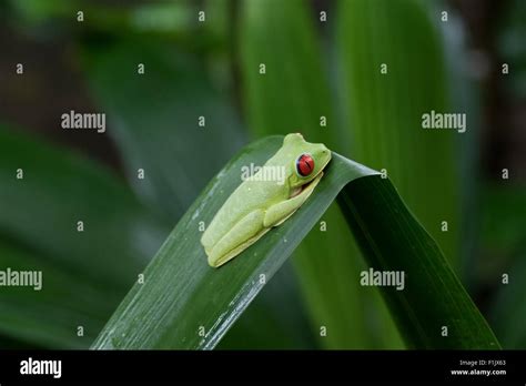 La Rana Arbor Cola De Ojos Rojos Agalychnis Callidryas Cerca Del