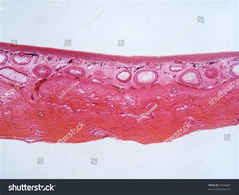 Frog Skin Cross Section Magnification 100x Stock Photo 26706607 ...