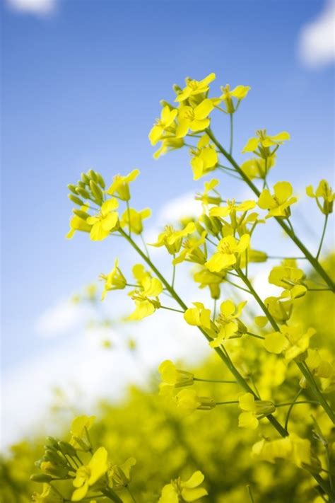 Canola Growth Stages Canola Encyclopedia Off