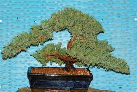 Ex Large Japanese Dwarf Juniper Bonsai Tree Great T 2184 Ebay