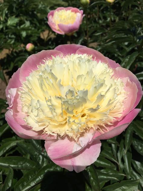 Oregon Travel: Visiting the Adelman Peony Gardens - Pechluck's Food Adventures