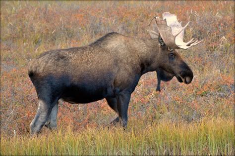 Animal Moose Alaska Moose At Denali National Park Al Flickr