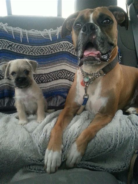 Boxer And Mini Schnauzer Pug Mix Puppy Perros