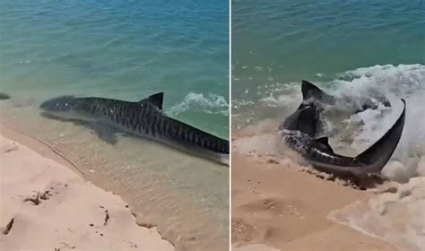 Terrifying Shark Hunts Turtle In Shallow Waters The Senior Senior