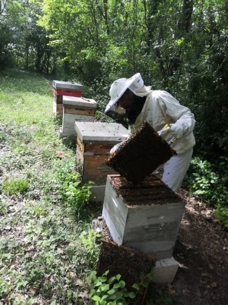 Rucher Dit De La Terre Aux Fleurs Chemin Des Abeilles Epernay