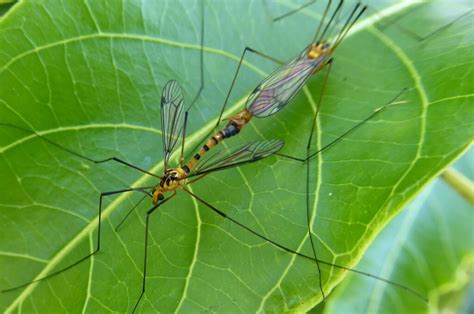 Australian Tiger Crane Fly From Noosa North Shore QLD 4565 Australia