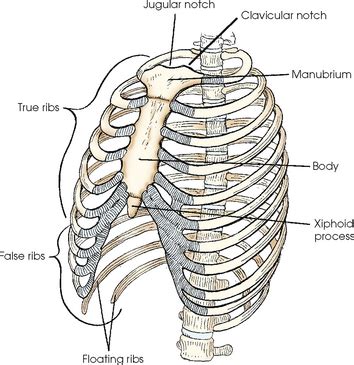 Bony Thorax Radiology Key