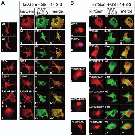 14 3 3 And CaM Regulate The Subcellular Distribution Of Kir Gem And