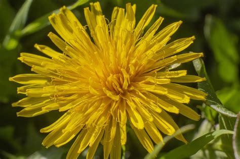 Dandelion Flower Grass Photo Gratuite Sur Pixabay Pixabay