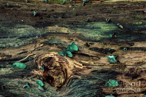 Green Wood Cap Mushrooms By John Wright Science Photo Library