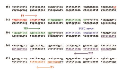 Nucleotide Sequence Of Human Sry Gene Genbank Accession Number