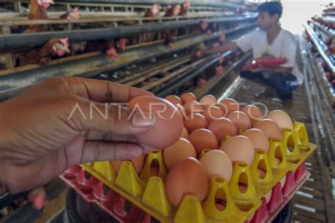 Harga Telur Di Peternak Anjlok Antara Foto