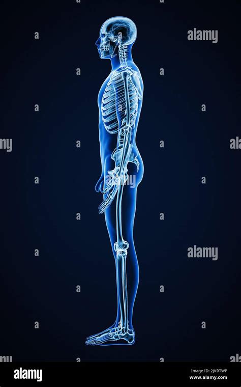 Anatomie des menschen ganzkörperskelett Fotos und Bildmaterial in