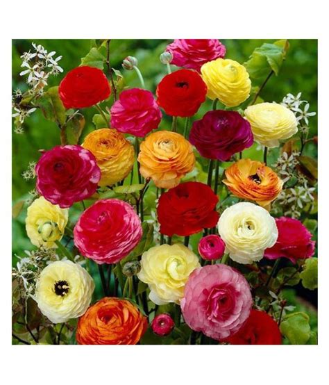 Buy Ranunculus Asiaticus Flower Seeds Hybrid Seeds Online At Best