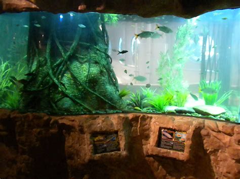 Kemah Aquarium - ZooChat