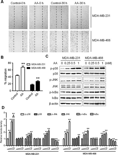 Acetaldehyde Aa Promotes Cell Migration And Activates P And Jnk