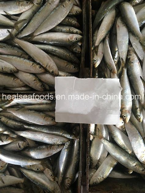 Bqf Frozen Whole Round Sardine Sardinella Aurita For Bait China Price