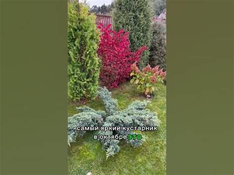 САМЫЙ ЯРКИЙ КУСТАРНИК 🌸12 октября в саду #красивыйсад - YouTube