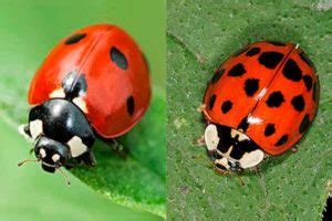 8 Top Difference between Ladybug and Asian Beetle with Similarities ...