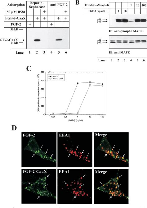 Figure 1 From Translocation Of Fgf 1 And Fgf 2 Across Vesicular