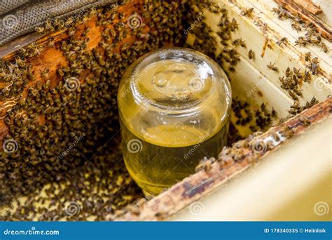 Preparing Bees For Winter Bee Keeper Feeding Bees With Jar Of Home Made