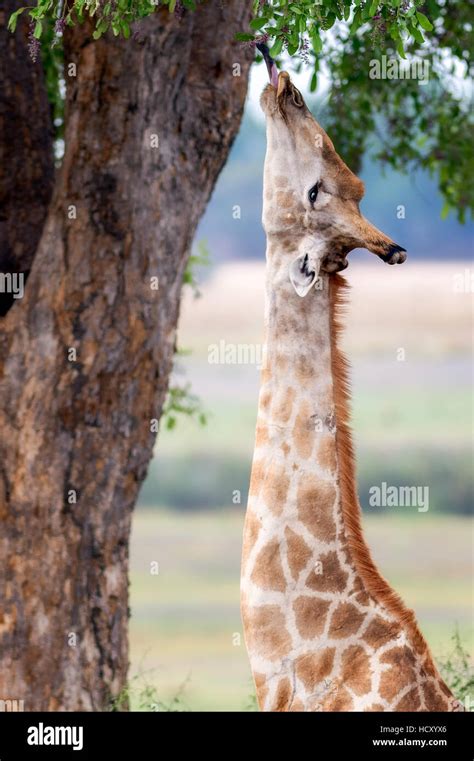 Giraffe At Theme Park Hi Res Stock Photography And Images Alamy