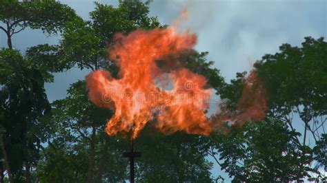 Flaring Of Dangerous Gases In The Oil Field In The Amazon Rain Forest