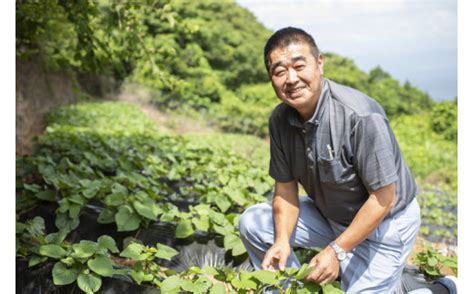 【先行予約】【数量限定】安納芋 生芋（25kg） さつまいも サツマイモ 産地直送 ※2024年12月上旬～2025年4月下旬頃に順次発送