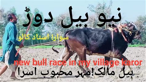 New Bull Race Bull Race Asgharmughal Youtube