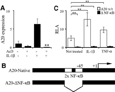 A20 Expression Is Nf ␬ B Dependent In ␤ Cells Induction Of The A20