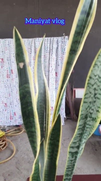 Snake Plant Youtube