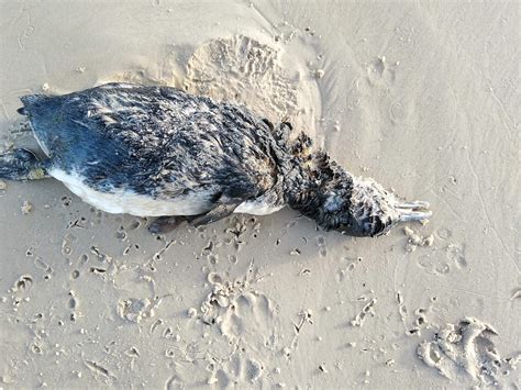 Más De 200 Pingüinos Aparecieron Muertos En La Costa Uruguaya Infobae