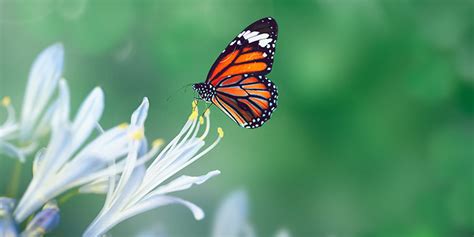 Significado Espiritual Da Borboleta Mudan As E Metamorfose