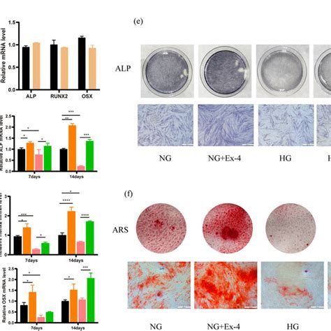 Extraction And Identification Of Pdlscs A Primitive Cells Grow Out