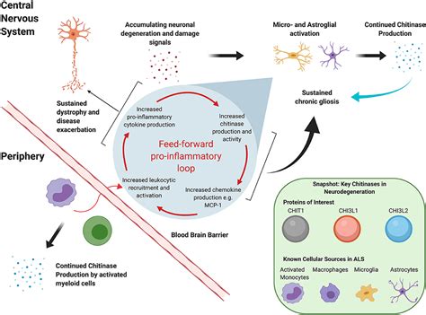 Frontiers The Chitinases As Biomarkers For Amyotrophic Lateral